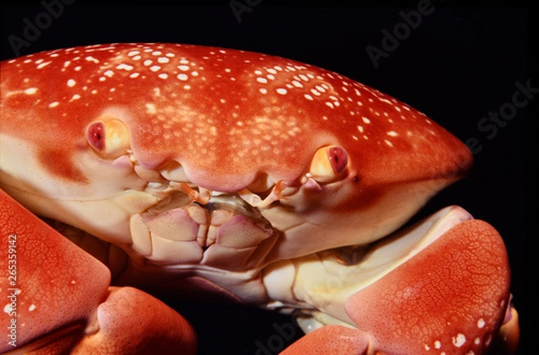 Obraz coral crab