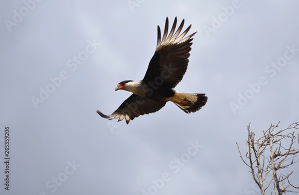 Obraz Cara cara in flight