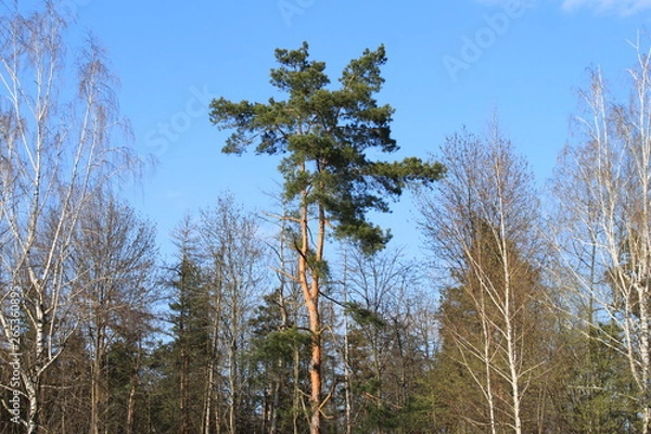 Obraz Pine