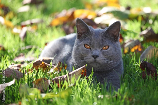 Obraz chat chartreux