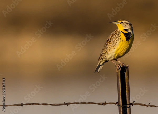 Obraz Meadowlark in Nature