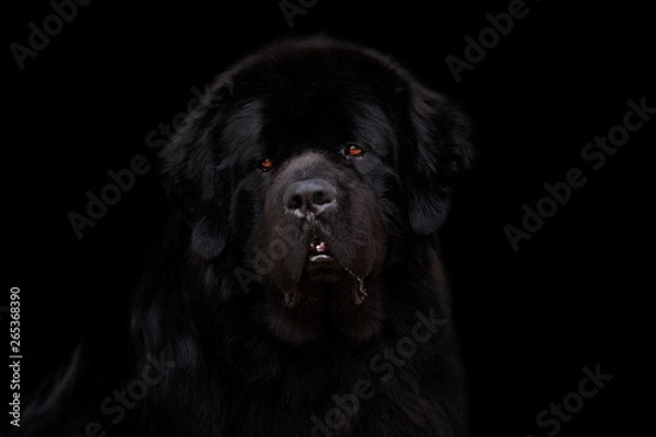 Obraz Newfoundland dog over black background