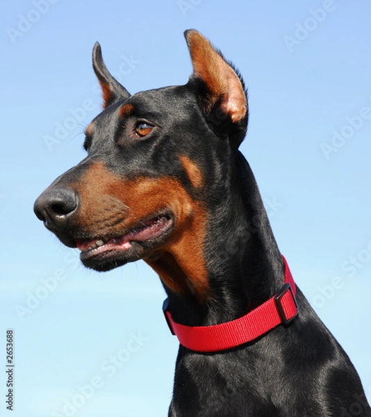 Obraz doberman altier