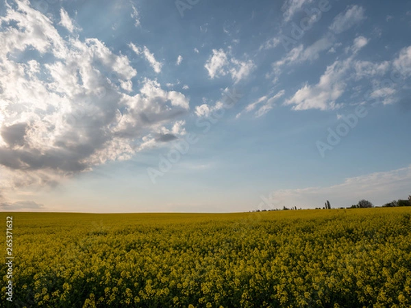 Fototapeta Sunset landscape. Sunset over the rapeseed field. Beautiful landscape of bright yellow rapeseed in spring. Yellow flowers of rapeseed.
