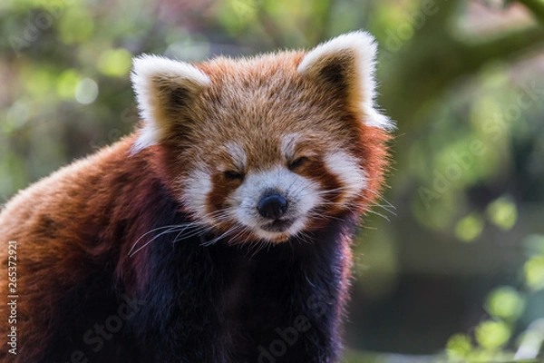 Obraz A Red Panda slowly opens its eyes as it wakes from a snooze in the sunshine in England during April 2019.
