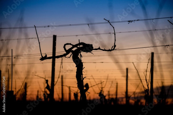 Fototapeta Dawn in the vineyards. Colorful evening sky after the sunset with the silhouette of vine grapevines
