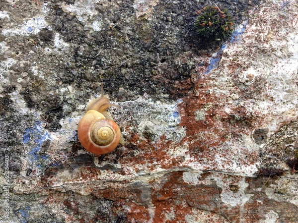 Obraz snail