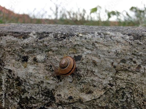 Obraz snail