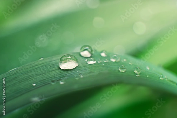 Fototapeta Big beautiful drop of transparent rain water on a green leaf, macro bokeh blurred background.
