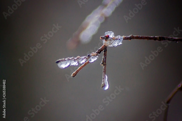Fototapeta Branche gelée