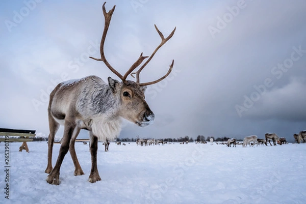 Fototapeta Portrait of a reindeer with massive antlers