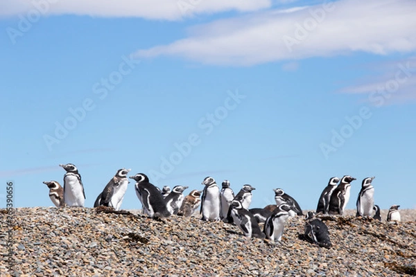 Obraz Magellanic penguins, Punta Ninfas, Argentina
