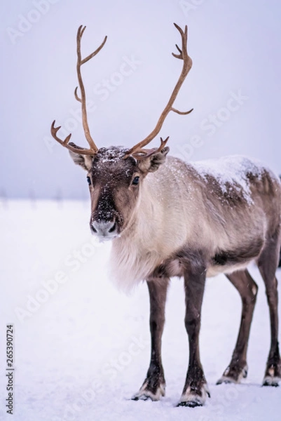 Fototapeta Portrait of a reindeer with massive antlers