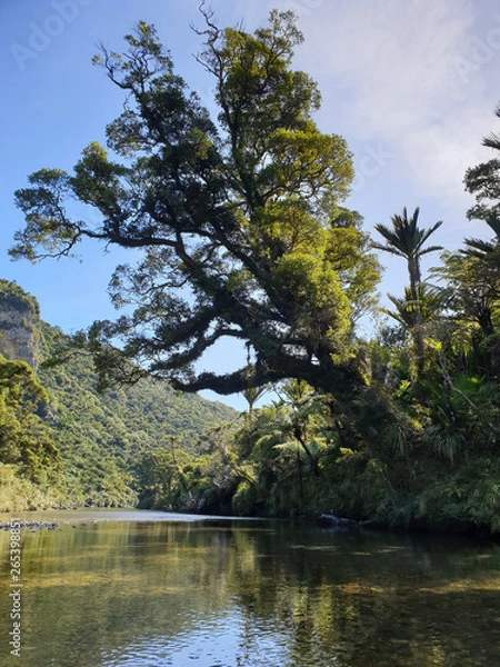 Obraz trees and river