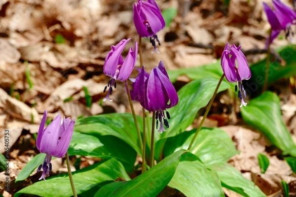 Obraz 《ハ津のカタクリ》秋田県仙北市