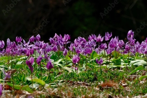 Obraz 《ハ津のカタクリ》秋田県仙北市