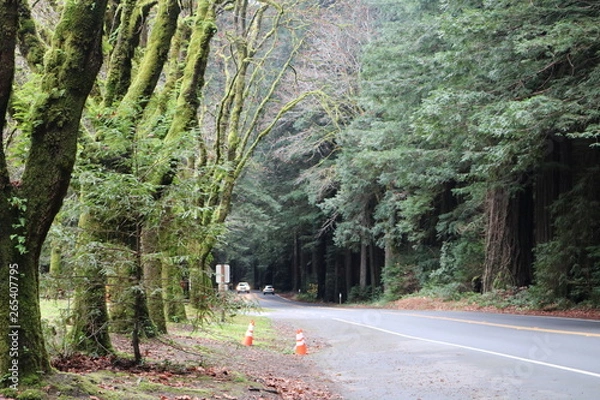 Obraz road with trees on the sides