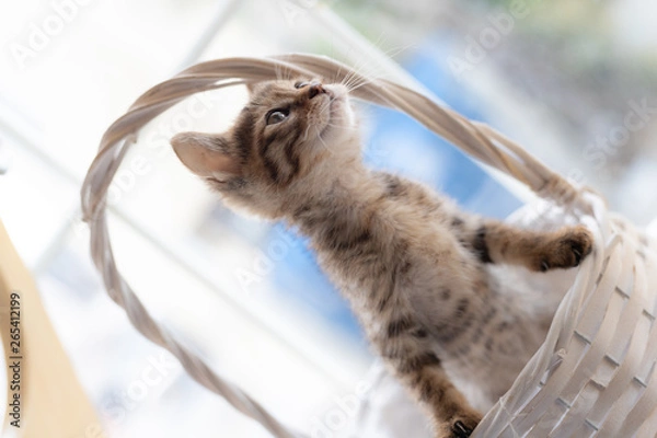 Obraz cat
