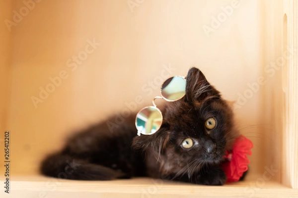 Obraz cat
