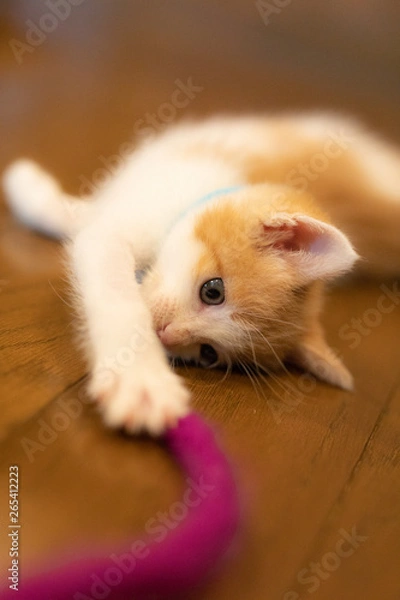 Obraz cat
