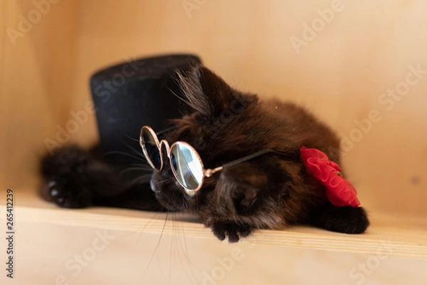 Obraz cat