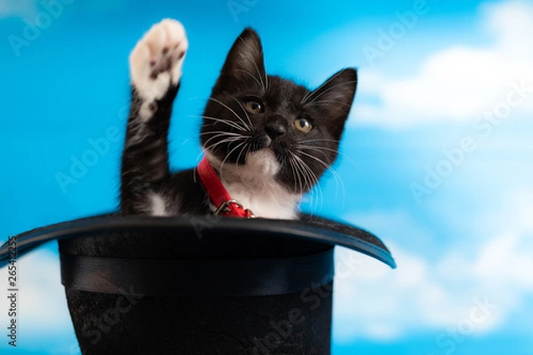 Obraz cat