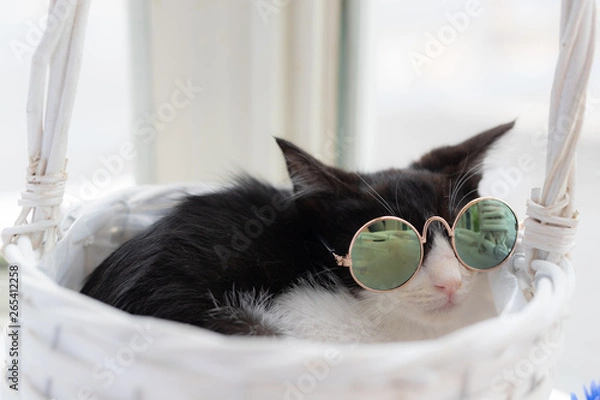 Obraz cat