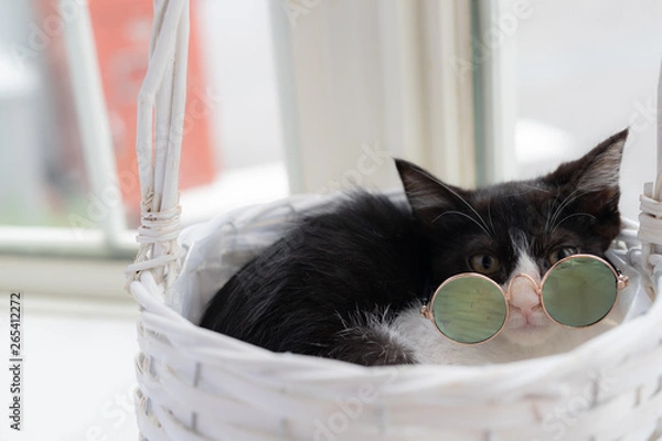 Obraz cat