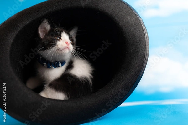 Obraz cat
