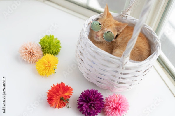 Obraz cat