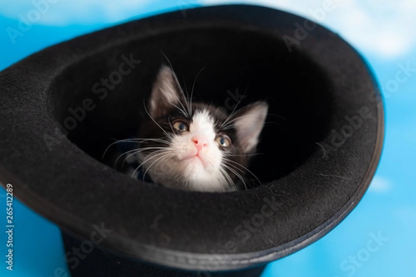 Obraz cat