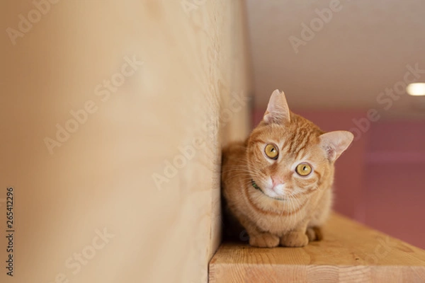 Obraz cat