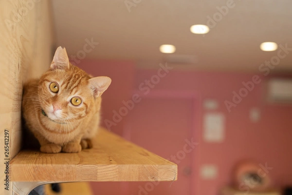 Obraz cat