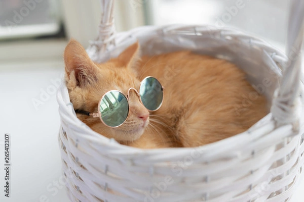 Obraz cat