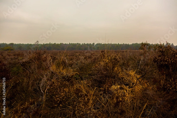 Obraz sunset over wheat field
