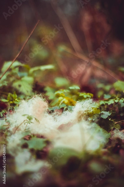 Obraz mushroom in forest