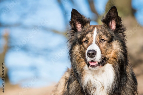 Fototapeta Beautiful sable dog