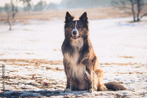 Obraz Border Collie with snow