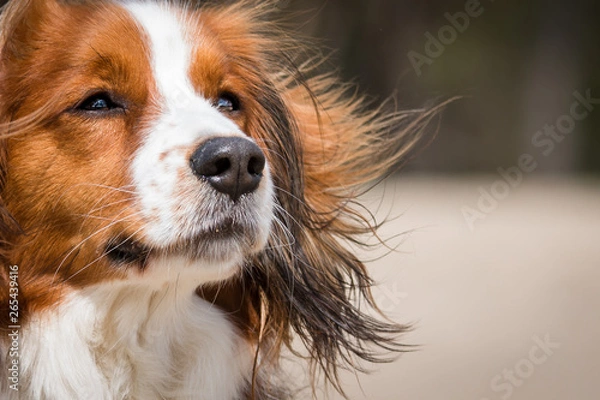 Obraz Close up of a beautiful dog