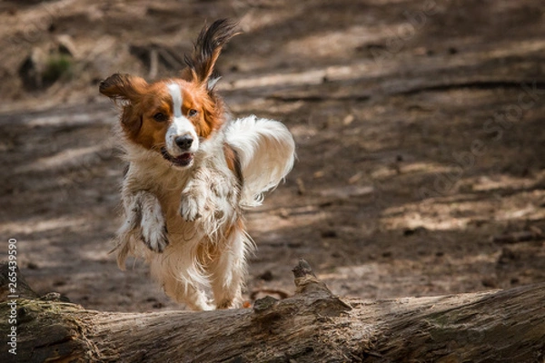 Obraz Kooiker dog running