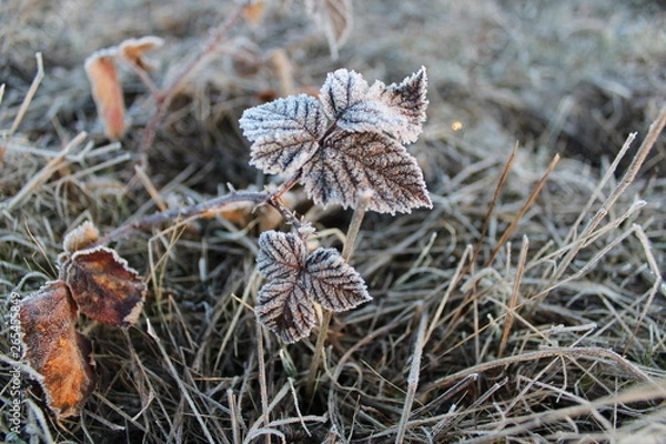 Obraz eingefrorenes blatt