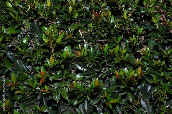 Obraz Abstract Lilly Pilly hedge textured background