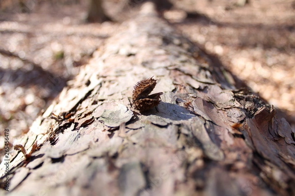 Obraz nuss auf baumstamm