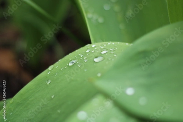 Fototapeta Wassertropfen auf Blatt