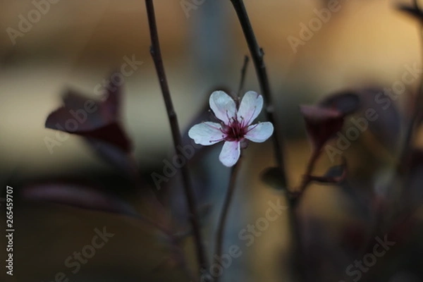 Obraz blühender Baum