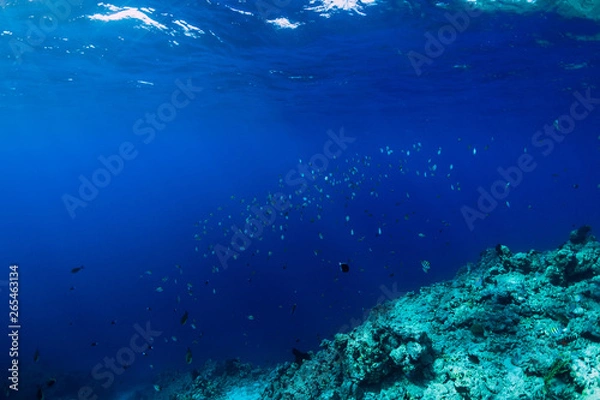 Obraz Underwater wildlife with school fish in ocean at reef