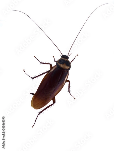 Obraz Cockroaches isolated on white background