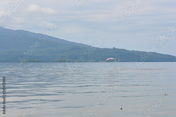 Obraz Sousa sahulensis