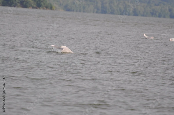 Obraz Sousa sahulensis