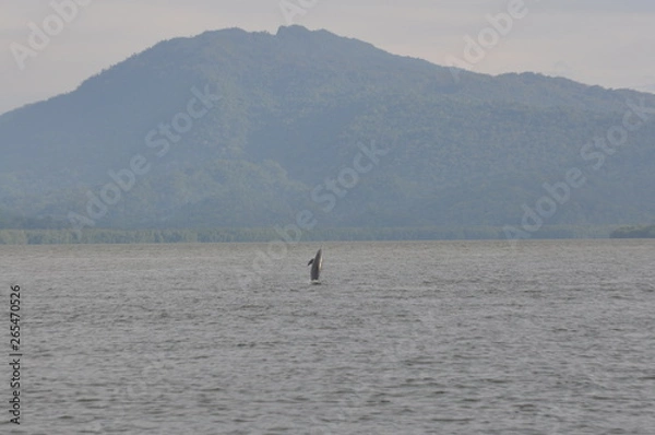 Obraz Sousa sahulensis